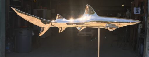 White Tipped Reef Shark