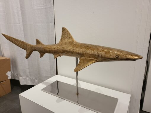 White Tipped Reef Shark