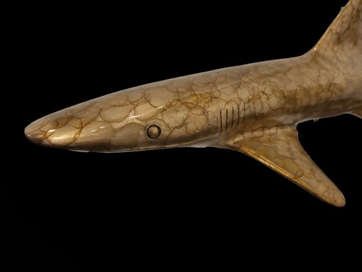 White Tipped Reef Shark