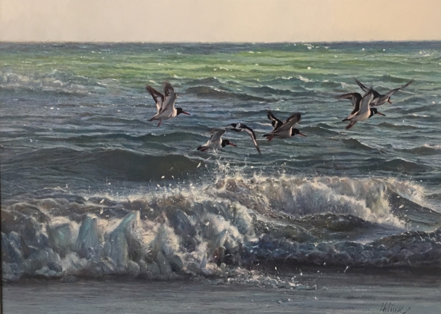 Oystercatchers Flying