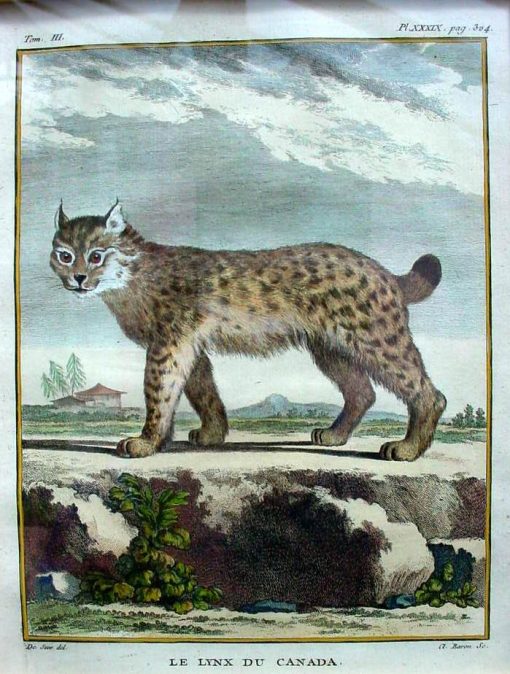 Buffon M. - De Historie - Image 2
