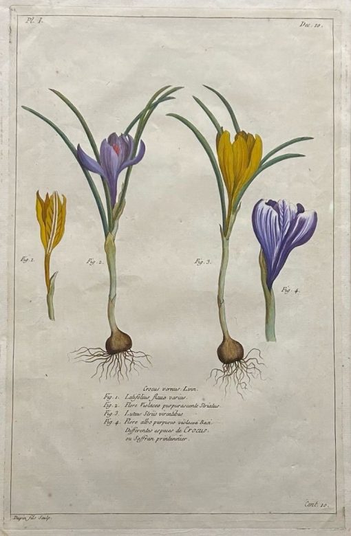 Herbier Artificiel - Hand Colored Copper Engraving