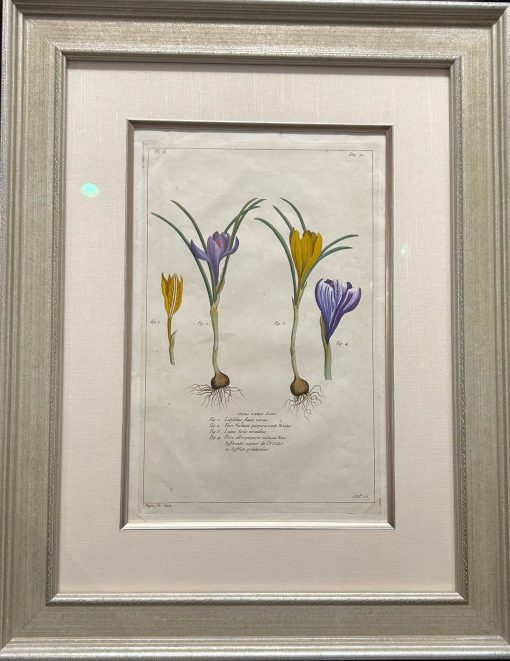 Herbier Artificiel - Hand Colored Copper Engraving - Image 2