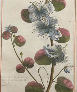 Herbier Artificiel - Hand Colored Copper Engraving
