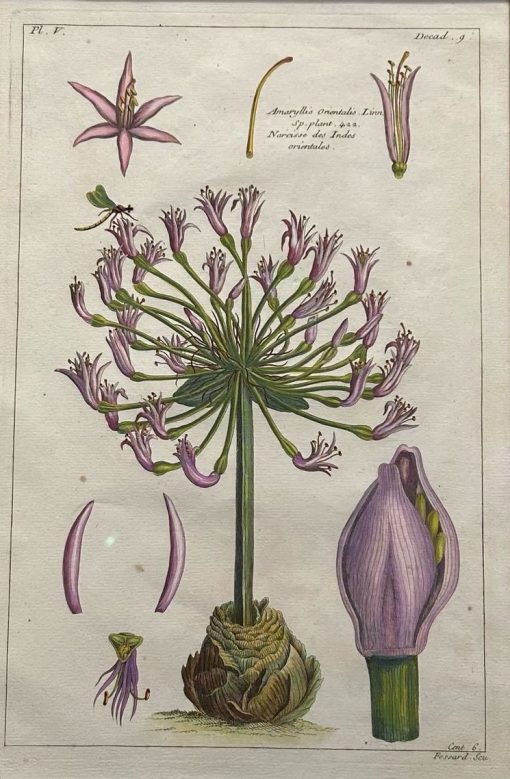 Herbier Artificiel - Hand Colored Copper Engraving
