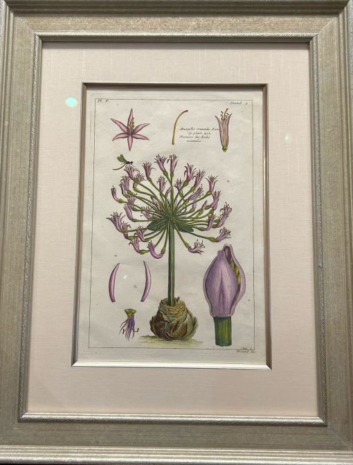 Herbier Artificiel - Hand Colored Copper Engraving - Image 2