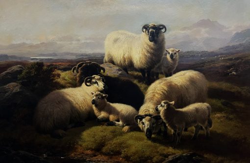 Mountain Sheep