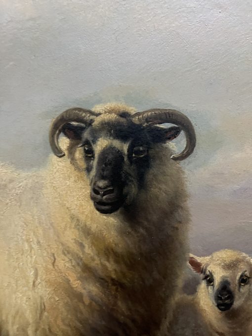 Mountain Sheep - Image 4