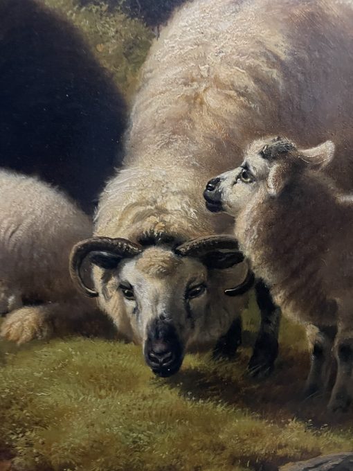 Mountain Sheep - Image 8