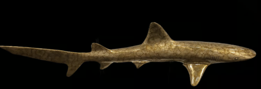 Caribbean Oceanic Whitetip Shark - Image 2