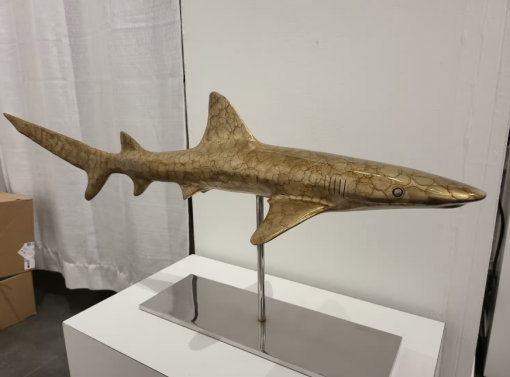 Caribbean Oceanic Whitetip Shark - Image 3