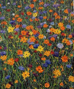 Wild Flower Frenzy