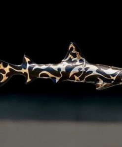Caribbean Oceanic Whitetip Shark