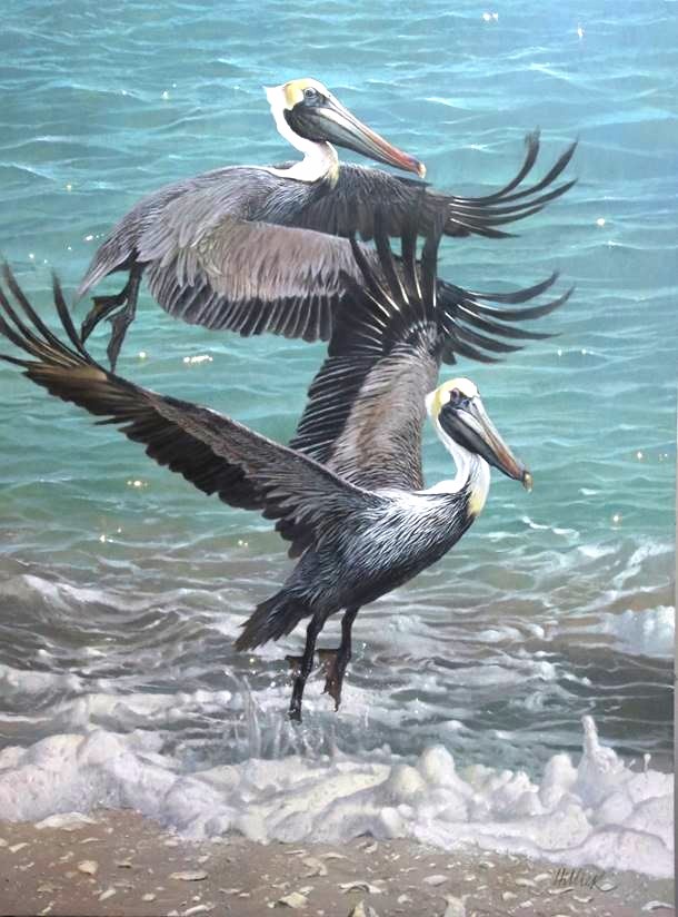 Brown Pelicans
