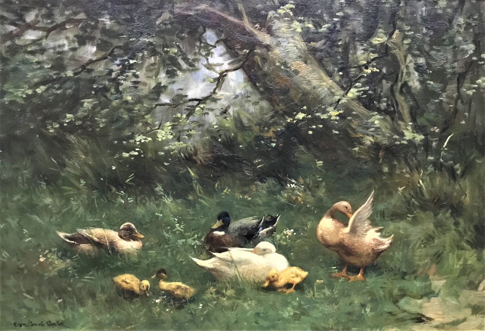 Ducks