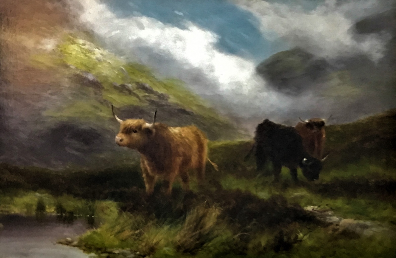 Daniel Sherrin - Highland Cattle